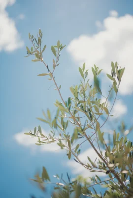 肯肯 – 蜂蜜1（86張照片）